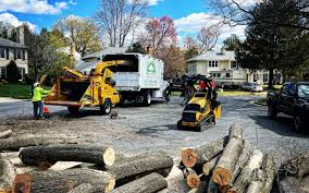 How Our Tree Care Process Works  in  Raleigh Hills, OR