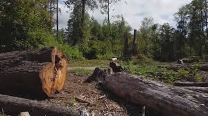  Raleigh Hills, OR Tree Care Pros