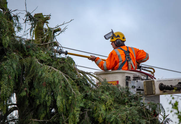 Best Tree Maintenance Programs  in Raleigh Hills, OR