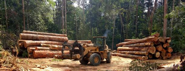 Best Tree Health Inspection  in Raleigh Hills, OR
