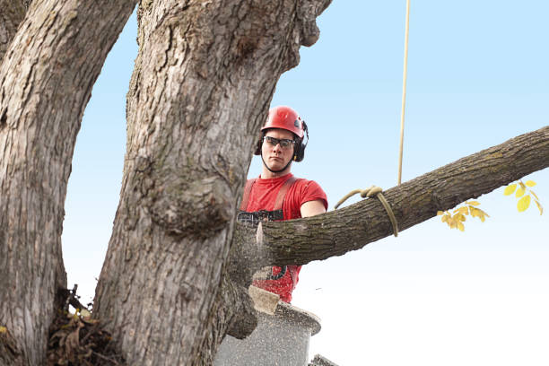 Professional Tree Care in Raleigh Hills, OR
