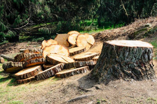 Best Leaf Removal  in Raleigh Hills, OR